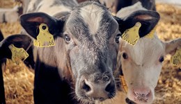 The role of housing in calf pneumonia prevention